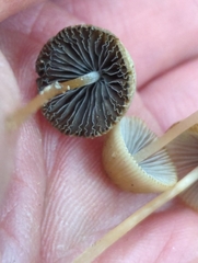 Psathyrella amarescens