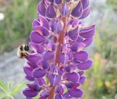 Bombus vagans bolsteri