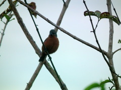 Sporophila minuta