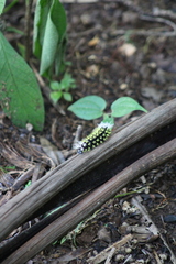 Leucanella hosmera