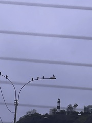 Nannopterum brasilianum