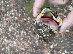 Rubroboletus eastwoodiae