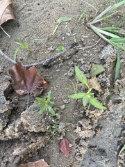 Persicaria bicornis