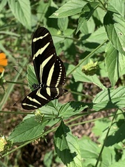 Heliconius charithonia vazquezae