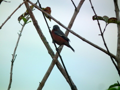 Sporophila minuta