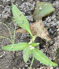 Persicaria bicornis