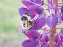 Bombus vagans bolsteri