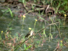 Sporophila minuta