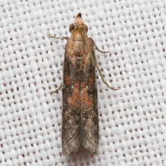 Honora montinatatella