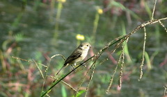 Sporophila minuta