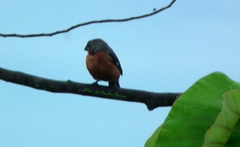 Sporophila minuta