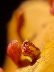 Eriophyes emarginatae