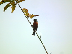 Sporophila minuta
