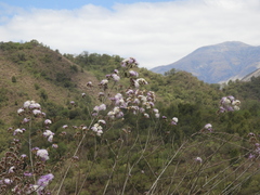 Vernonanthura squamulosa