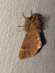 Ptilophora plumigera