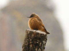 Hirundinea ferruginea