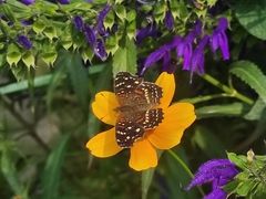 Anthanassa texana texana