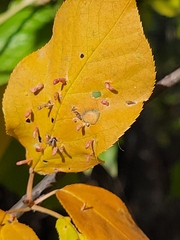 Eriophyes emarginatae