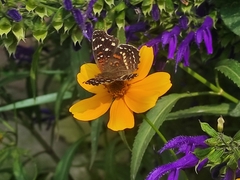 Anthanassa texana texana