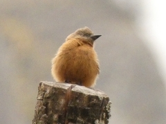 Hirundinea ferruginea