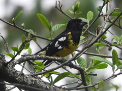 Pheucticus aureoventris