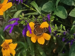 Anthanassa texana texana