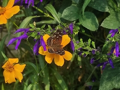 Anthanassa texana texana