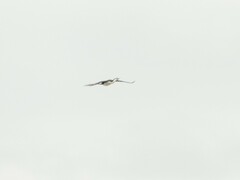 Phalacrocorax varius varius