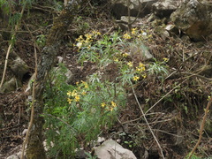 Senecio rudbeckiifolius
