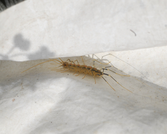 Scutigeridae