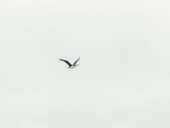 Phalacrocorax varius varius