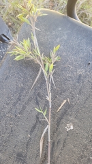 Dichanthelium scoparium