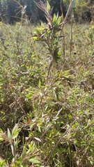 Dichanthelium scoparium