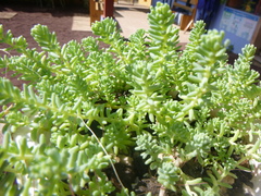 Sedum potosinum