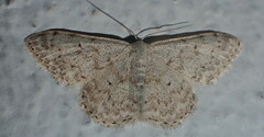 Scopula marginepunctata