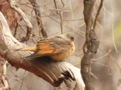 Hirundinea ferruginea