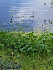 Hydrocotyle