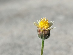 Tridax procumbens