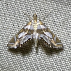 Chrysendeton medicinalis