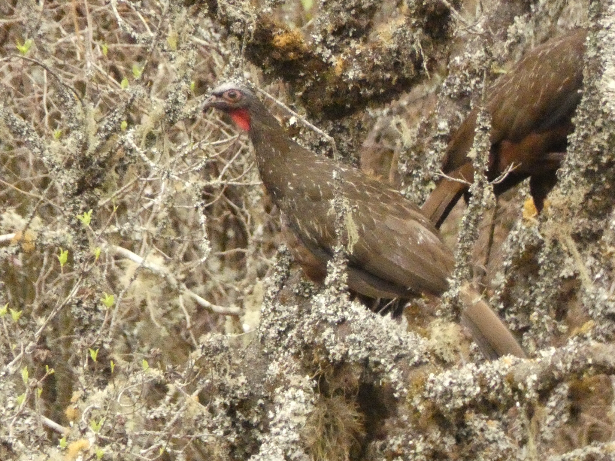 Red-faced Guan (Penelope dabbenei), photo 5