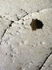 Perimyotis subflavus