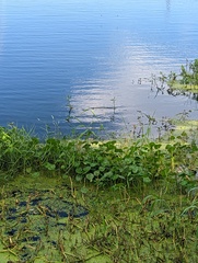 Hydrocotyle