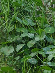 Hydrocotyle