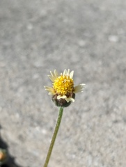 Tridax procumbens