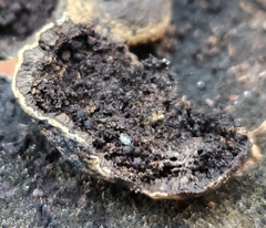 Daldinia childiae