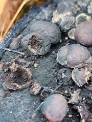 Daldinia childiae