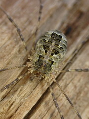 Lacinius dentiger
