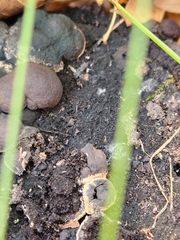 Daldinia childiae