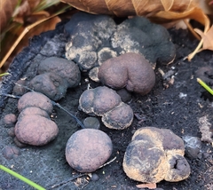 Daldinia childiae
