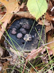 Daldinia childiae